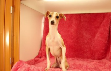 イタリアングレーハウンド【栃木県・男の子・2014年12月11日・フォーン&ホワイト】の写真「小柄で人懐こい男の子★」