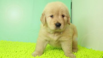 ゴールデンレトリバー【栃木県・男の子・2017年5月31日・ゴールド】の写真「しっかりした系統の子犬です。」