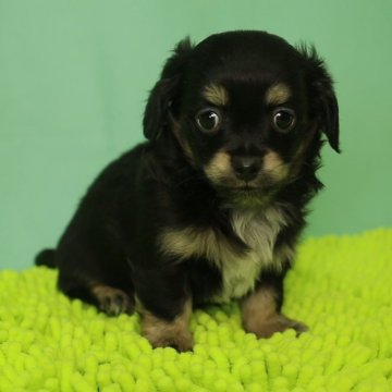 チワックス(チワワ×ダックスフンド)【栃木県・男の子・2023年11月16日・ブラックタンアンドホワイト】の写真「チワワの顔つきが強く出ている子です。」