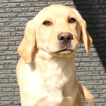 ラブラドールレトリバー【栃木県・男の子・2022年9月20日・イエロー】の写真「4/14動画を更新致しました。」