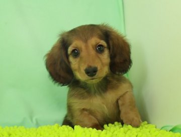 ミニチュアダックスフンド(ロング)【栃木県・男の子・2022年1月14日・シェーディッドレッド】の写真「PRAになりません。」