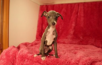 イタリアングレーハウンド【栃木県・女の子・2015年7月3日・ブルー&ホワイト】の写真「小柄で人懐こい女の子★」