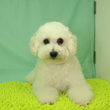 ビションフリーゼ【栃木県・男の子・2023年7月21日・ホワイト】の写真「活発な性格です。」