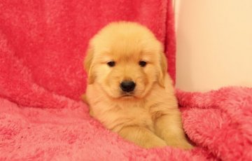 ゴールデンレトリバー【栃木県・女の子・2015年3月10日・ゴールド】の写真「毛色の濃い女の子★」