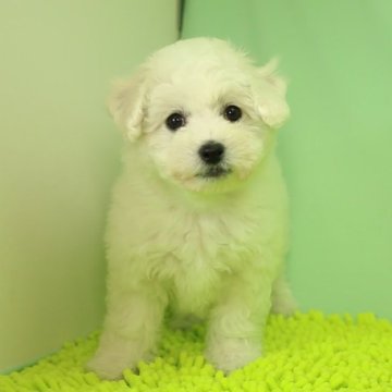 ビションフリーゼ【栃木県・男の子・2022年12月15日・ホワイト】の写真「足の短い毛量のある子です。」