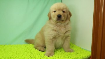 ゴールデンレトリバー【栃木県・男の子・2018年4月3日・ゴールド】の写真「良血統で骨格の良い男の子です。両ヒゲ切　」