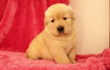 ゴールデンレトリバー【栃木県・女の子・2015年3月9日・ゴールド】の写真「良血統の子♪」