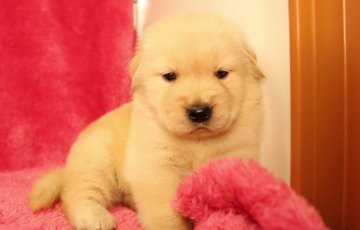 ゴールデンレトリバー【栃木県・女の子・2015年3月9日・ゴールド】の写真「良血統の子♪」