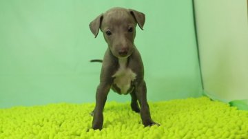 イタリアングレーハウンド【栃木県・女の子・2019年12月26日・ブルー&ホワイト】の写真「小柄な女の子です。」