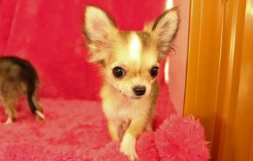 チワワ(ロング)【栃木県・女の子・2014年12月12日・セーブル&ホワイト】の写真「色素が強くマズルの短い女の子です★」