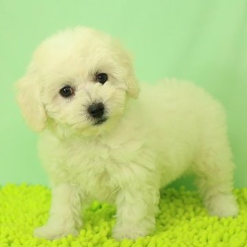 ビションフリーゼ【栃木県・女の子・2022年12月10日・ホワイト】の写真「足の短い毛量のある子です。」