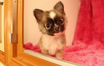 チワワ(ロング)【栃木県・男の子・2014年12月12日・セーブル&ホワイト】の写真「足の短い小柄な体格の男の子★」