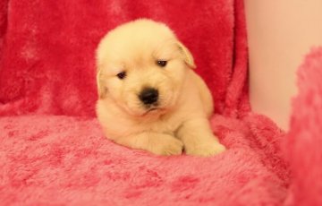 ゴールデンレトリバー【栃木県・男の子・2015年3月9日・ゴールド】の写真「良血統の子♪」