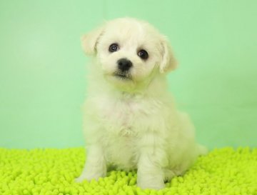 ビションフリーゼ【栃木県・男の子・2021年2月4日・ホワイト】の写真「活発で人懐こい性格です。」