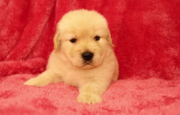 ゴールデンレトリバー【栃木県・女の子・2015年3月9日・ゴールド】の写真「良血統の子♪」