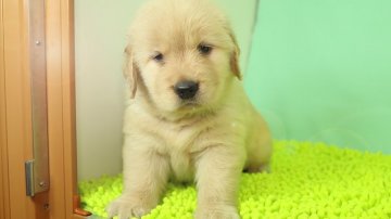 ゴールデンレトリバー【栃木県・女の子・2017年5月31日・ゴールド】の写真「しっかりした系統の子犬です。」