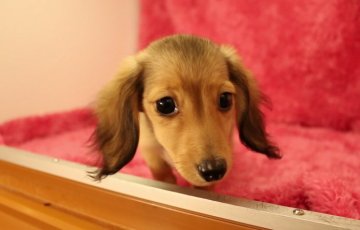 ミニチュアダックスフンド(ロング)【栃木県・女の子・2014年7月23日・シェーディッドクリーム】の写真「小柄で人懐こい女の子です★」