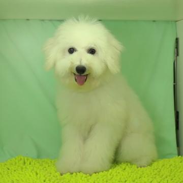 ビションフリーゼ【栃木県・男の子・2022年5月19日・ホワイト】の写真「疾病疾患は今の所ありません。」