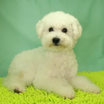 ビションフリーゼ【栃木県・男の子・2023年7月21日・ホワイト】の写真「比較的大人しい性格です。」