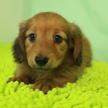 ミニチュアダックスフンド(ロング)【栃木県・男の子・2023年5月20日・シェーディッドレッド】の写真「毛量が多く色素の強いおっとりした子犬です。」