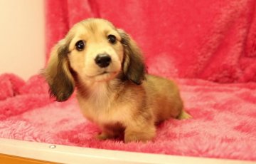 ミニチュアダックスフンド(ロング)【栃木県・女の子・2014年12月8日・クリーム】の写真「人懐こい女の子★」