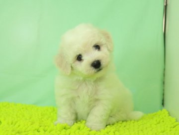 ビションフリーゼ【栃木県・男の子・2021年2月14日・ホワイト】の写真「活発で人懐こい性格です。」