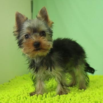 ヨークシャーテリア【栃木県・男の子・2022年8月1日・スチールブルー&タン】の写真「疾病疾患は今のところありません。」