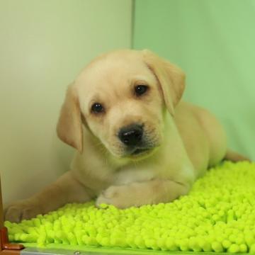 ラブラドールレトリバー【栃木県・男の子・2022年9月20日・イエロー】の写真「父犬が15項目の遺伝子検査をクリアしています。」
