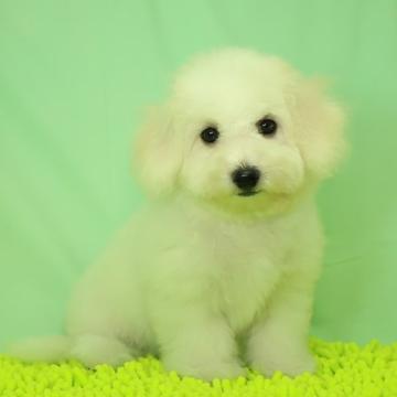 ビションフリーゼ【栃木県・女の子・2022年5月19日・ホワイト】の写真「疾病疾患は今の所ありません。」