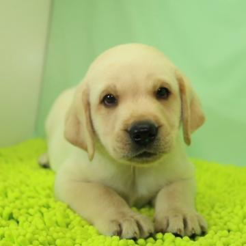 ラブラドールレトリバー【栃木県・男の子・2022年9月20日・イエロー】の写真「父犬が15項目の遺伝子検査をクリアしています。」