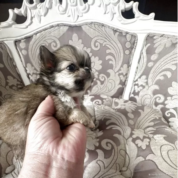 ID:2504-06770の子犬