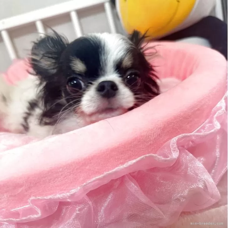 すーちゃん 様のお迎えした子犬