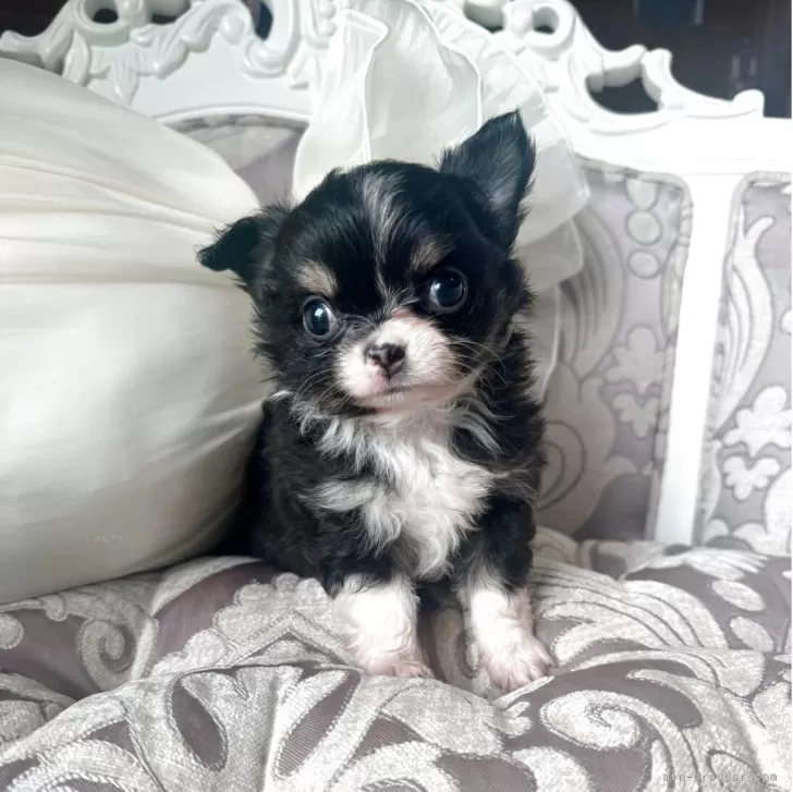 nami 様のお迎えした子犬