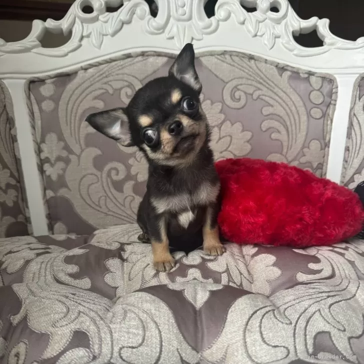 ID：2501-08218の子犬