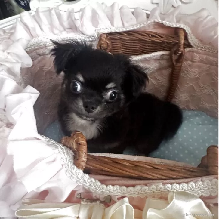 ID:2507-07910の子犬