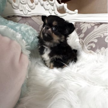 チワワ(ロング)【兵庫県・男の子・2025年9月17日・ブラックタン】の写真「鼻ぺちゃもふもふの可愛い小さな男の子」