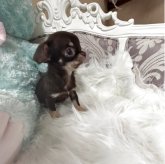 チワワ(スムース)