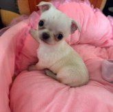 チワワ(スムース)