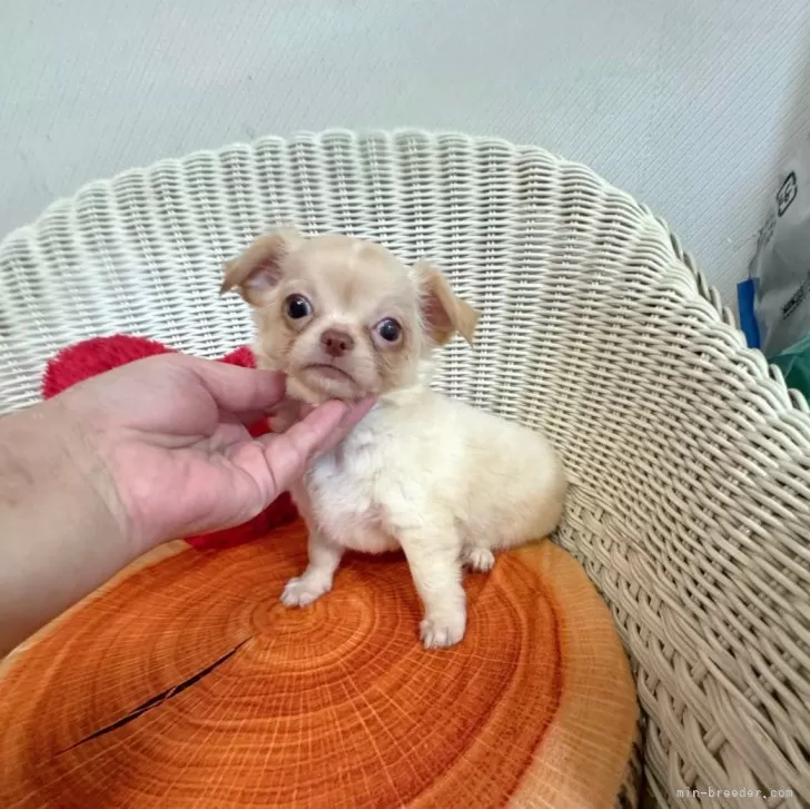 かわぐち 様のお迎えした子犬