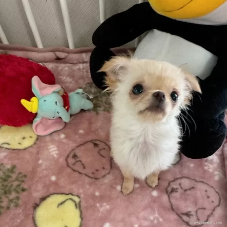 ID：2402-02683の子犬