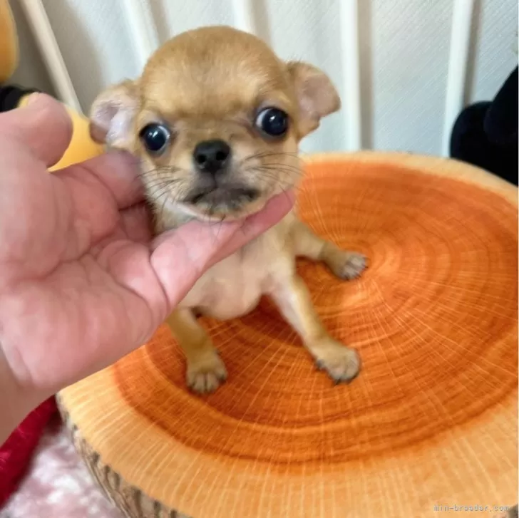 ID：2407-03952の子犬