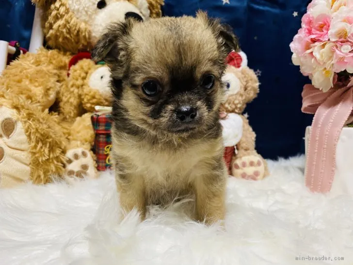 ID：2004-02223の子犬