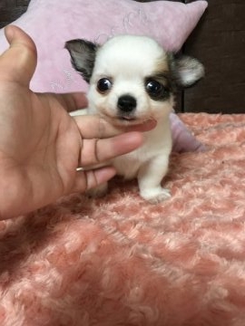 チワワ(ロング)【兵庫県・男の子・2017年8月2日・白茶パーティ】の写真「まんまるお顔。鼻ぺちゃ。もふもふの可愛い男の子」
