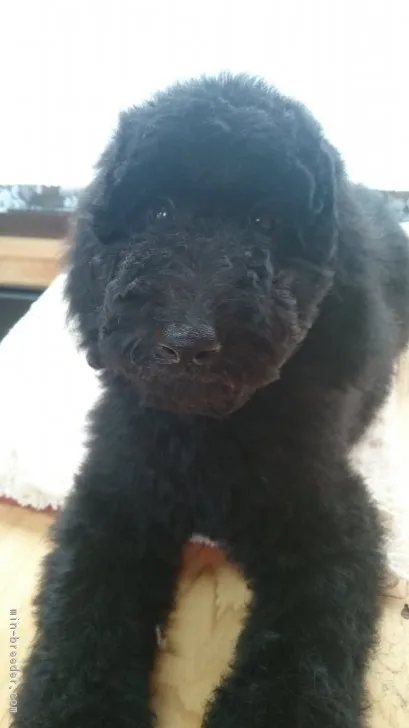 ID:1703-01349の子犬