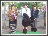 スタンダードプードル【愛知県・女の子・2017年1月7日・ブラック】の写真5「父犬」