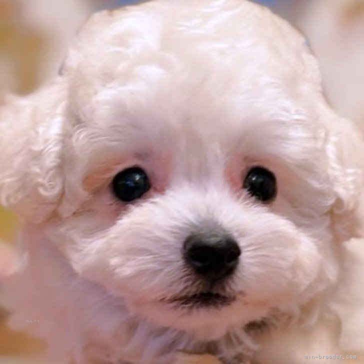 ブリーダー画像