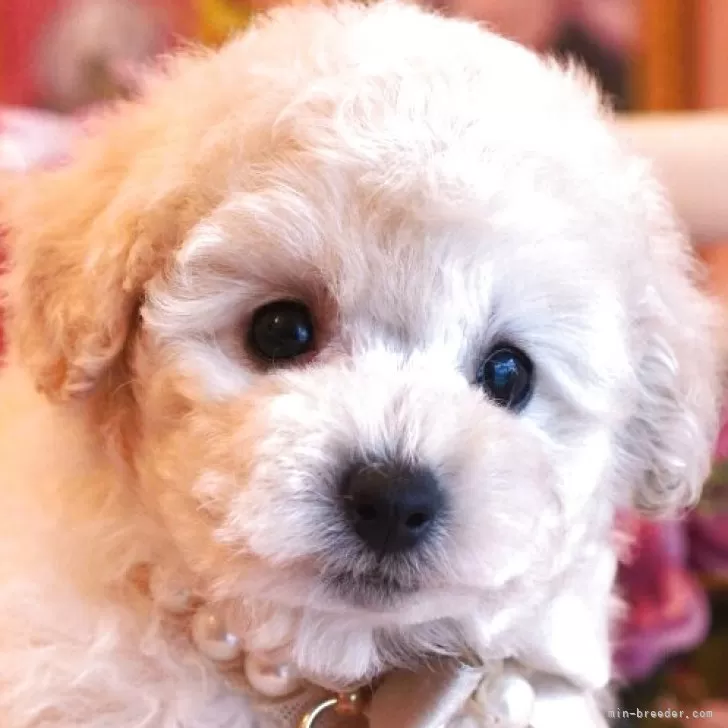 ID:2505-07740の子犬