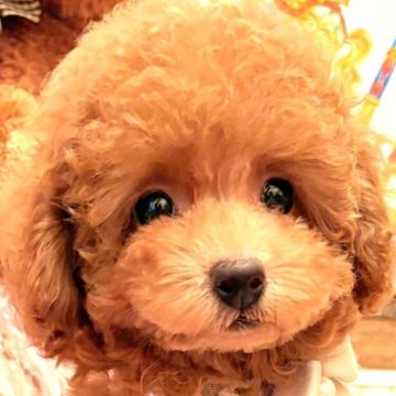 トイプードル(タイニー)【大阪府・女の子・2025年8月31日・レッドフォーン  (レッド)】の写真「遺伝子3項目発症なしチャンピオン血筋の可愛い女の子」