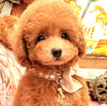 トイプードル(タイニー)【大阪府・女の子・2025年8月31日・レッドフォーン  (レッド)】の写真「遺伝子3項目発症なしチャンピオン血筋の可愛い女の子」