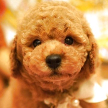 トイプードル(トイ)【大阪府・男の子・2025年10月26日・レッドフォーン  (レッド)】の写真「遺伝子3項目発症なし！パパはJKCチャンピオンです」